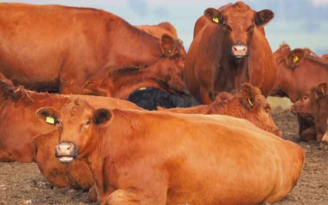 Rising Costs Challenge Pet Ownership In The United States